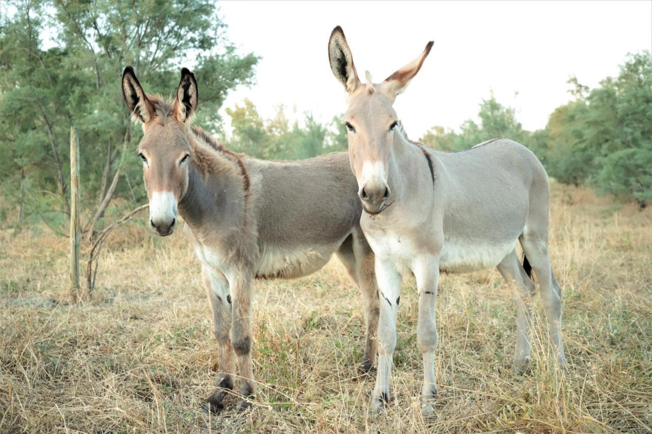 Agriturismo Tre Di Spade Savio di Ravenna Eksteriør bilde